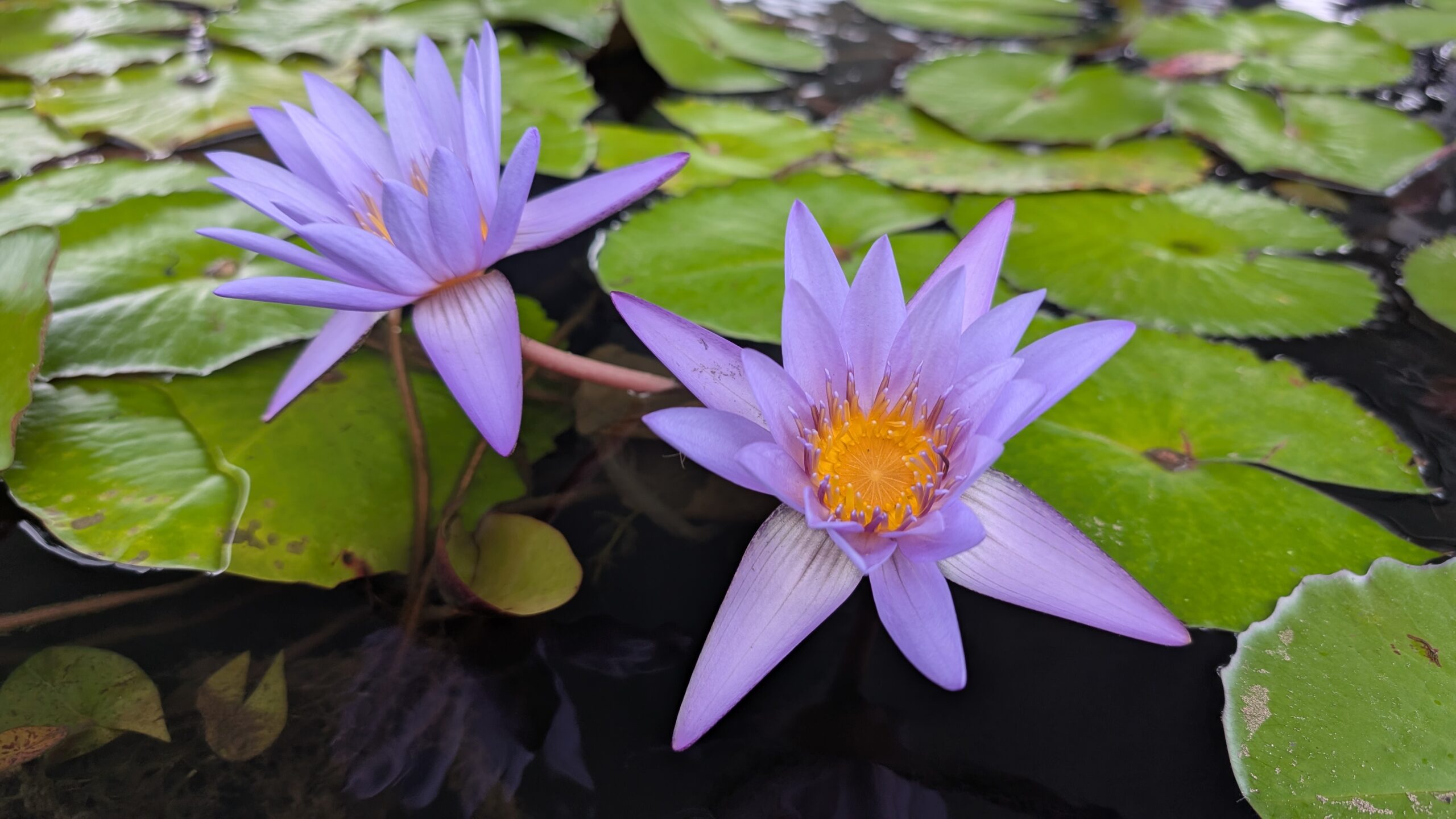 purple lotus flowers singapore